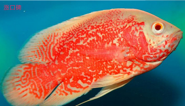 十大常见热带鱼品种大全 热带鱼有哪些品种