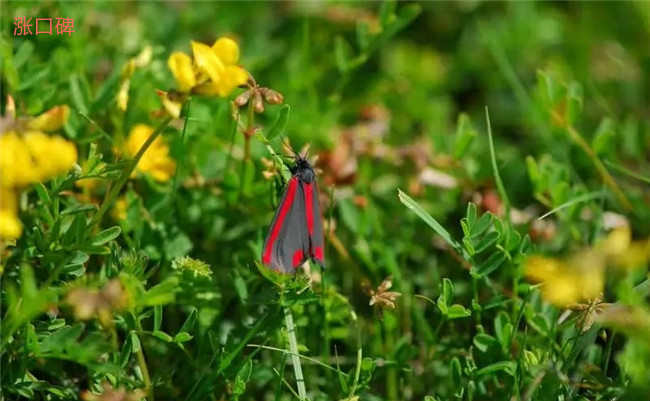 世界上最美丽的飞蛾 比蝴蝶还要美的十大飞蛾