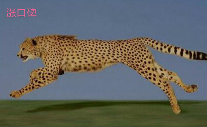 世界上跑的最快的动物，猎豹奔跑时最高时速达120公里